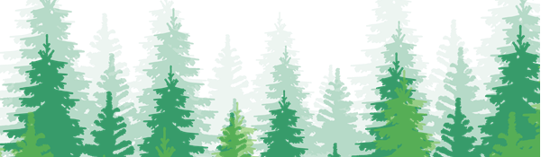 a forest of pine trees