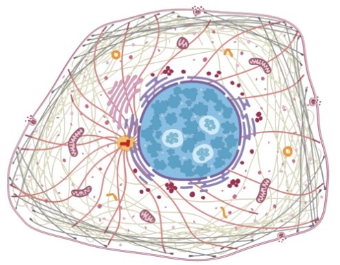 Drawing of a cell