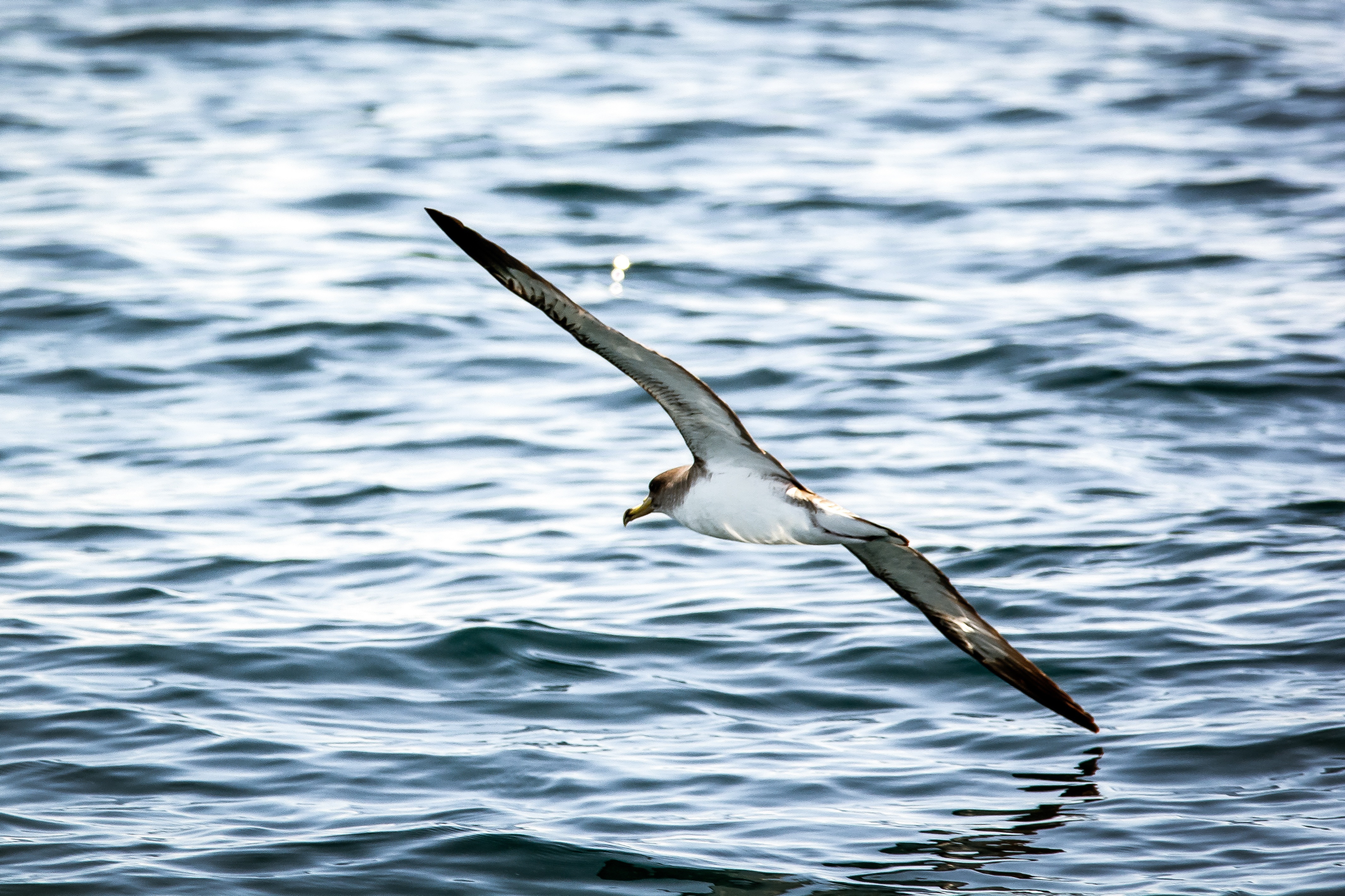 Sea bird with wings spread above water