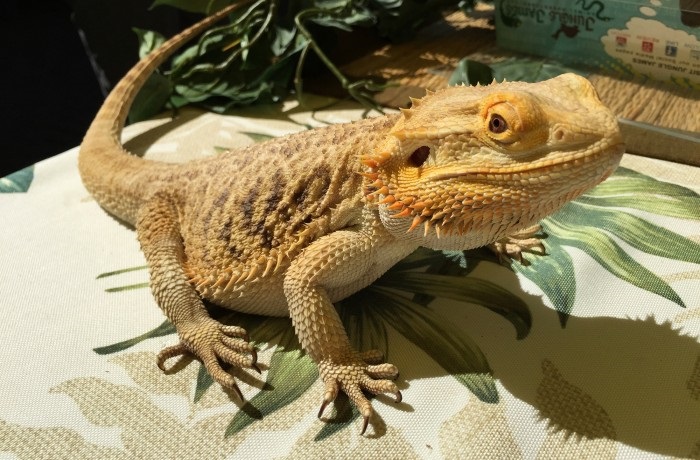 bearded dragon
