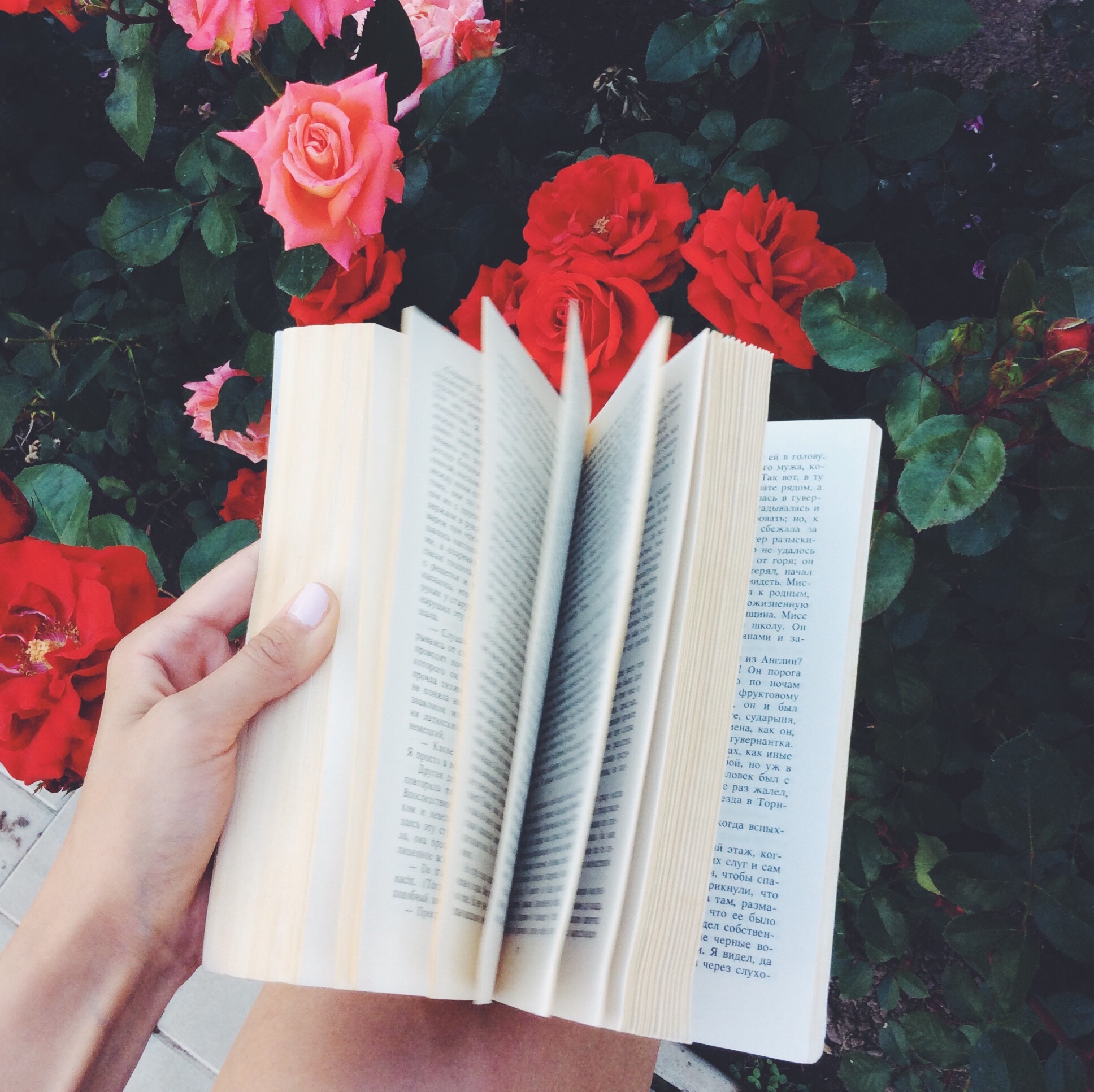 Roses and book pages