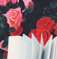Roses and book pages