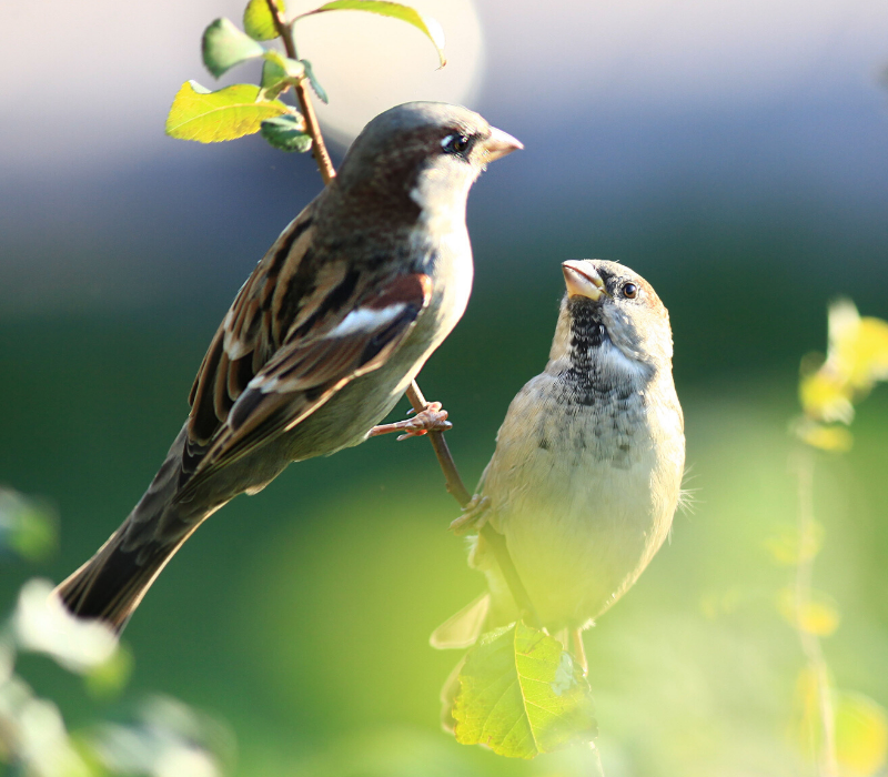 Birds perching on a twig