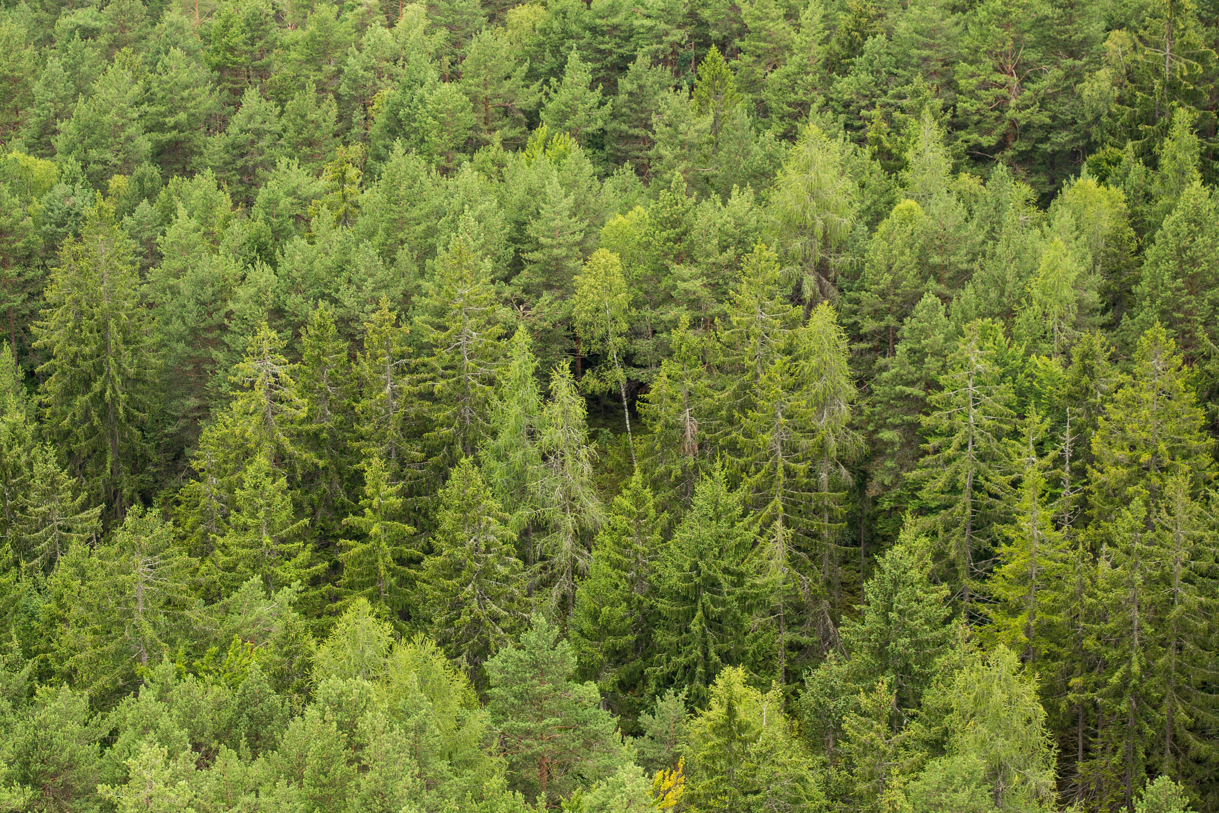a forest viewed from above