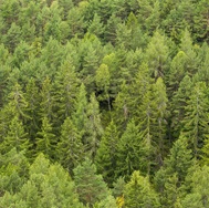 a forest viewed from above