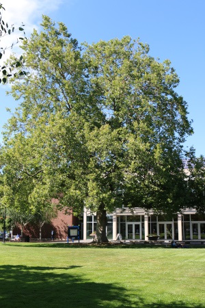 photo of a large tree in front of a library
