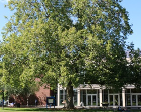 photo of a large tree in front of a library