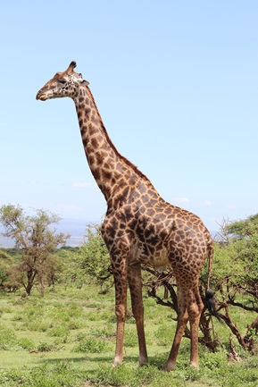 Photograph of a giraffe