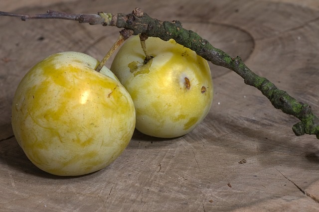 Two greenish plums - greengages.