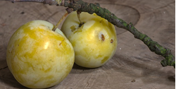 Two greenish plums - greengages.