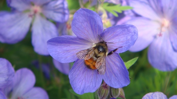 A mason bee on a flower