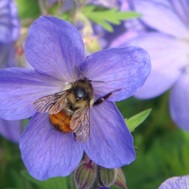 A mason bee on a flower