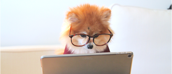 Cute Pomeranian looking at a Tablet
