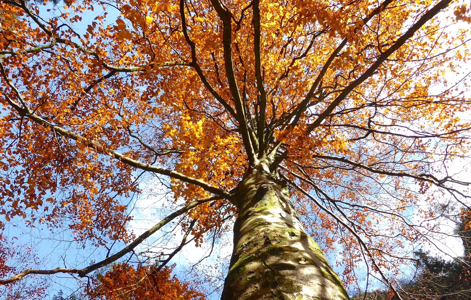 Autumn Leaves Autumn Leaves