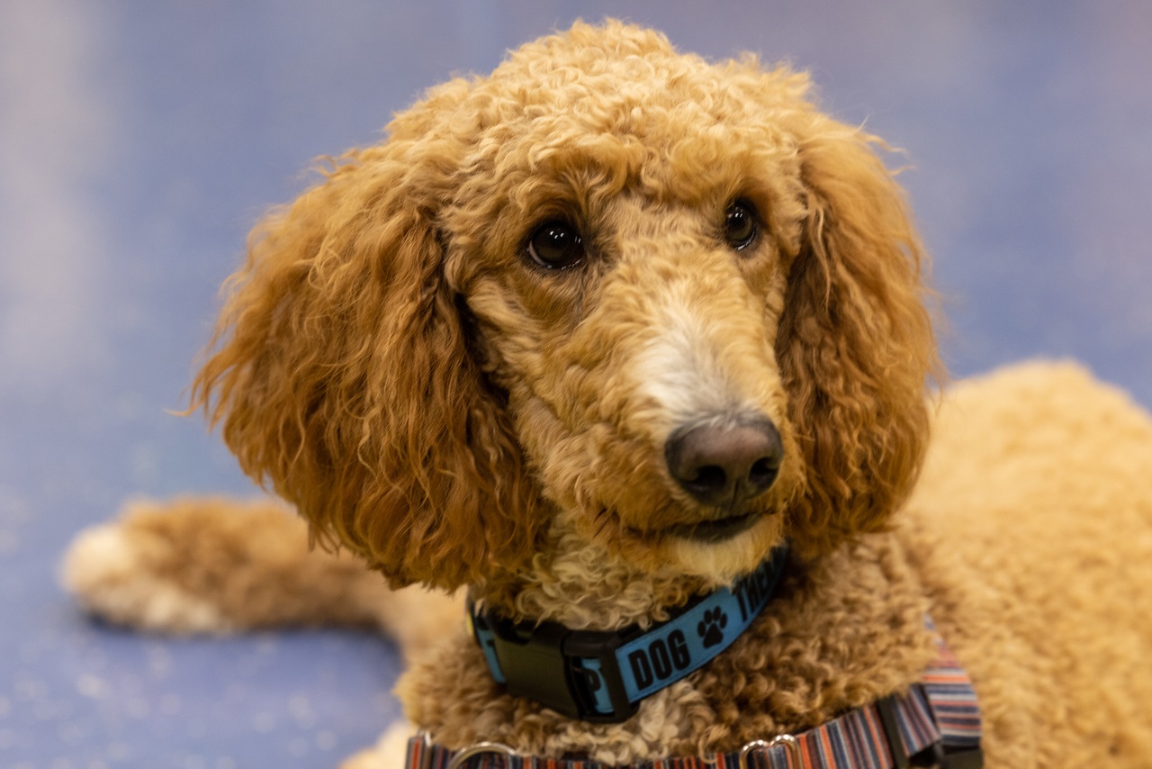 Teenager pulling a book off of the library shelf