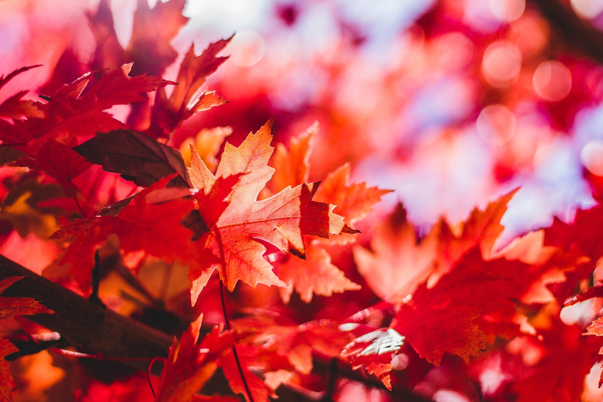 pixabay - fall maple leaves.jpg