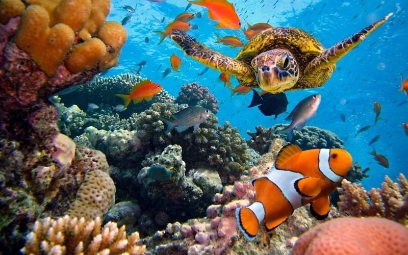 Close Up of Woman Working on Laptop and Notebook
