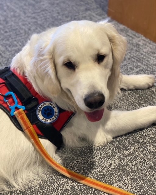 Skipper the Therapy Dog