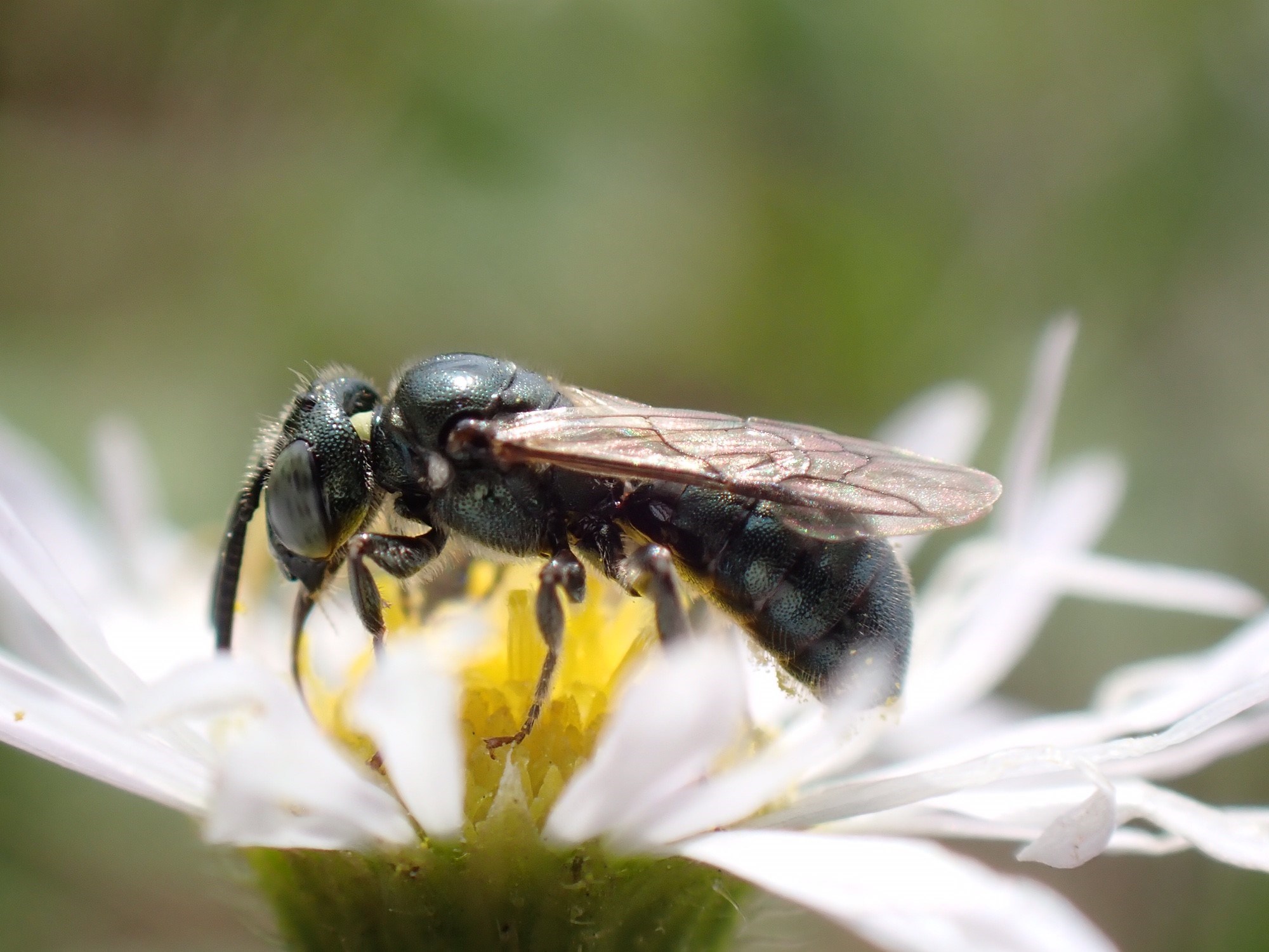 Little Bee, Big World Little Bee, Big World