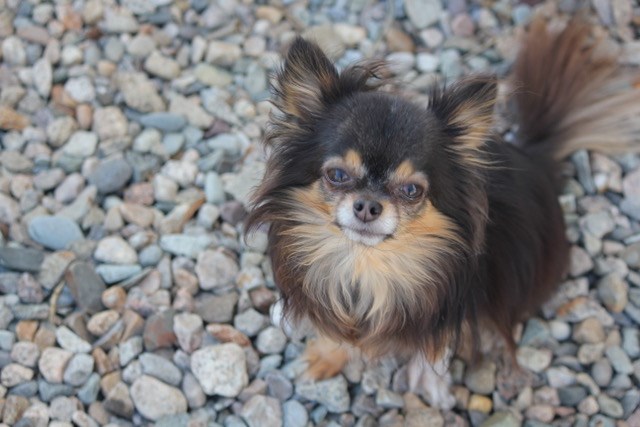 Child Reading a Book Outdoors in the Fall