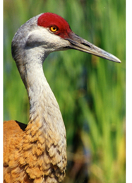 Picture of a sandhill crane from the neck up.