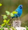 Picture of a blue bird.