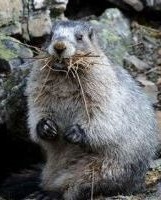 Photo of marmot sitting up with grass in its mouth