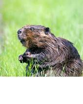 Picture of a beaver