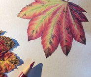 A photo of a drawing of a leaf in colored pencil