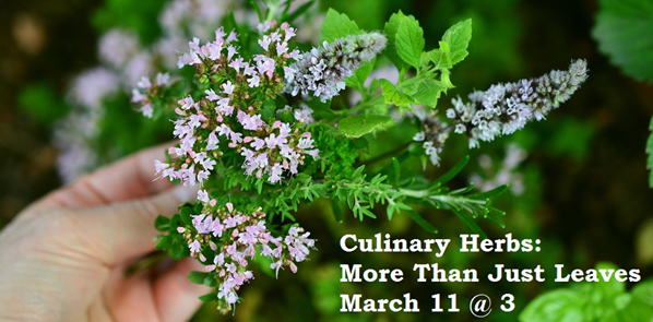 Culinary Herbs: More Than Just Leaves
March 11 @ 3