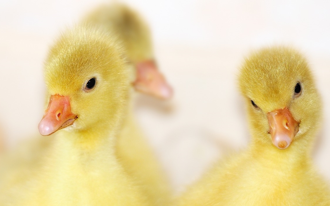 Ducklings Ducklings