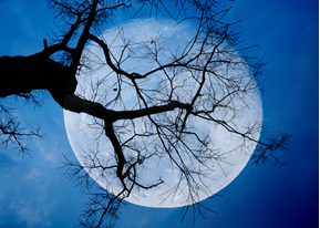 A spooky full moon behind a silhouetted tree branch.