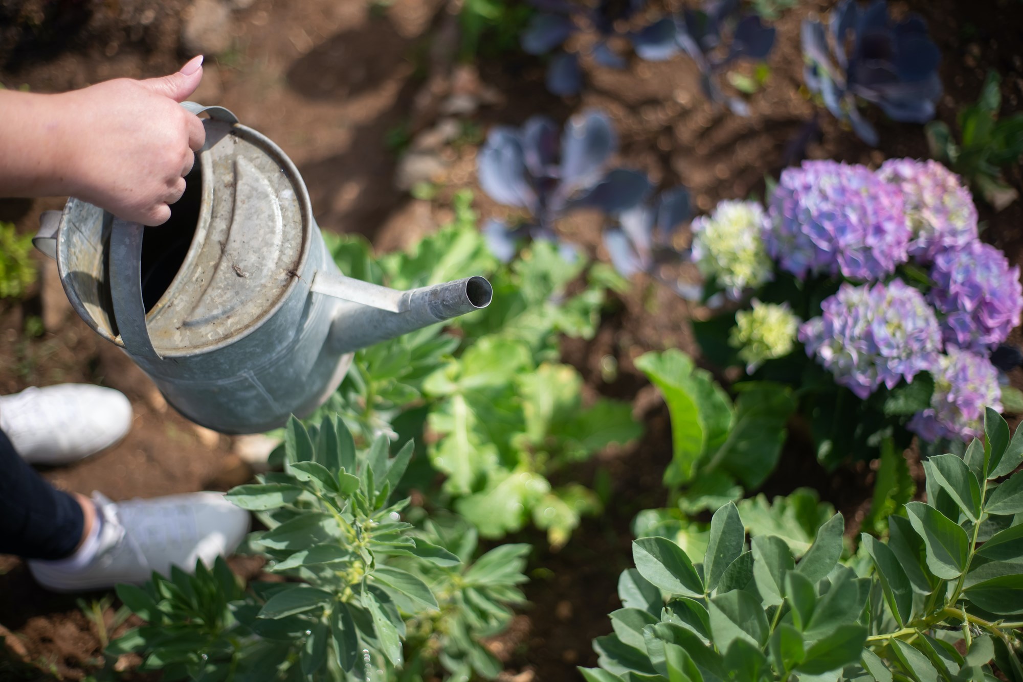 flowers being watered