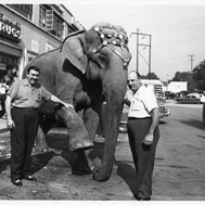 photo of two men standing beside an elephant