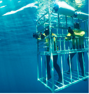 Divers in a shark cage in the ocean
