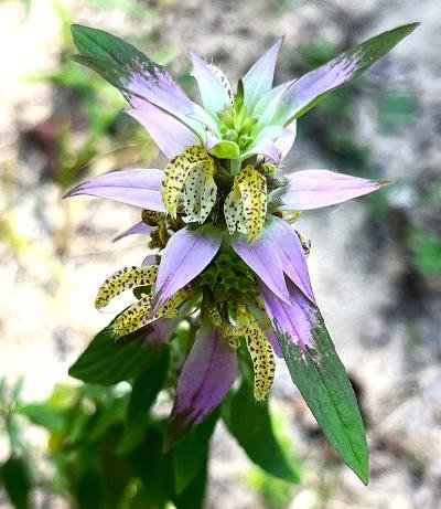 Child Reading a Book Outdoors in the Fall