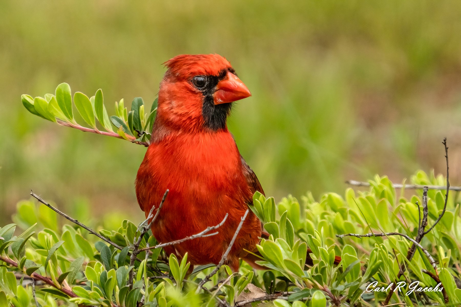 White House by the Sea