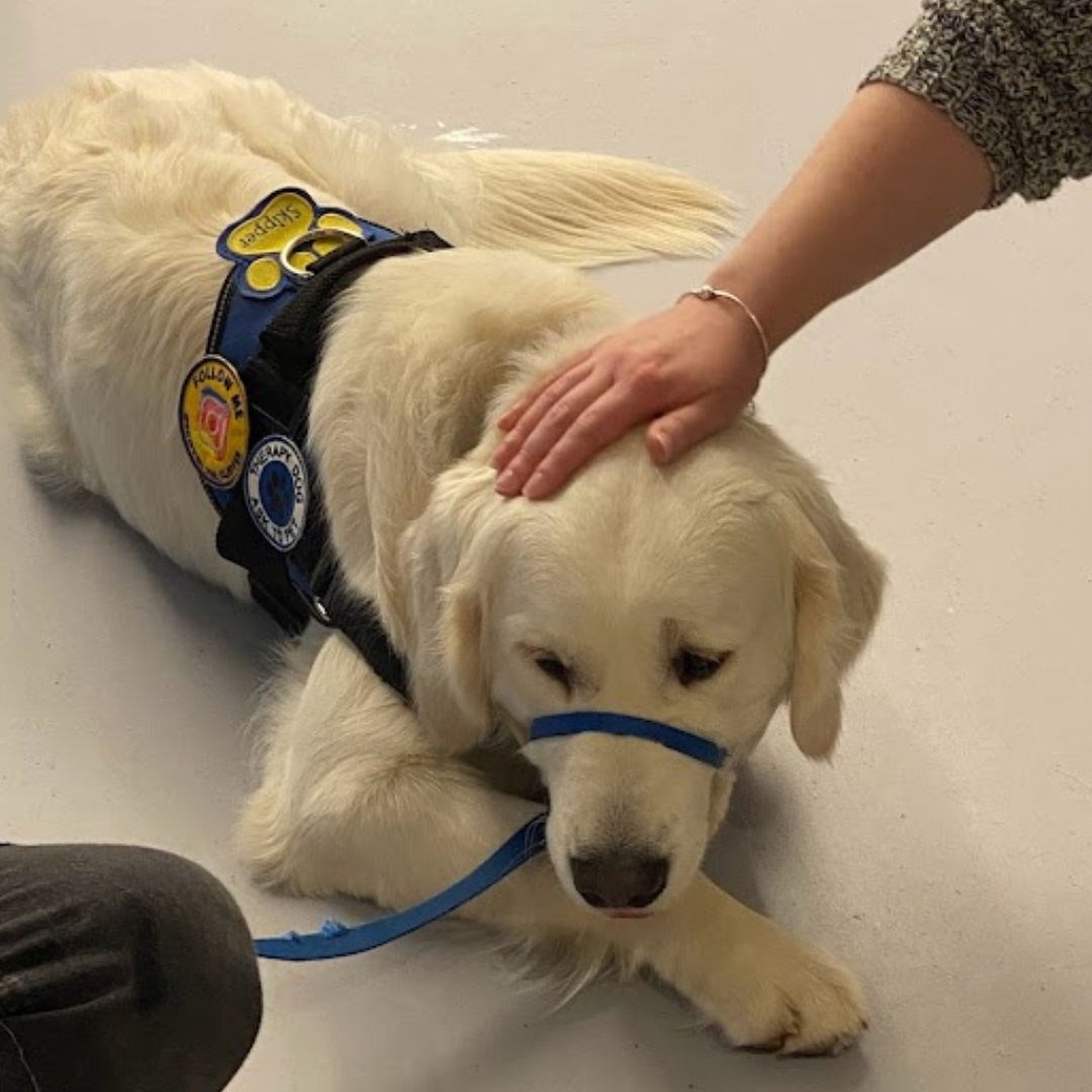 Skipper the Therapy Dog