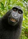 Photo of a primate smiling
