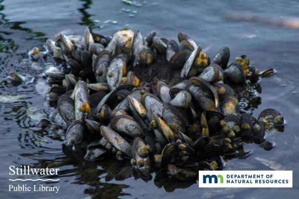 marvelous Mussels