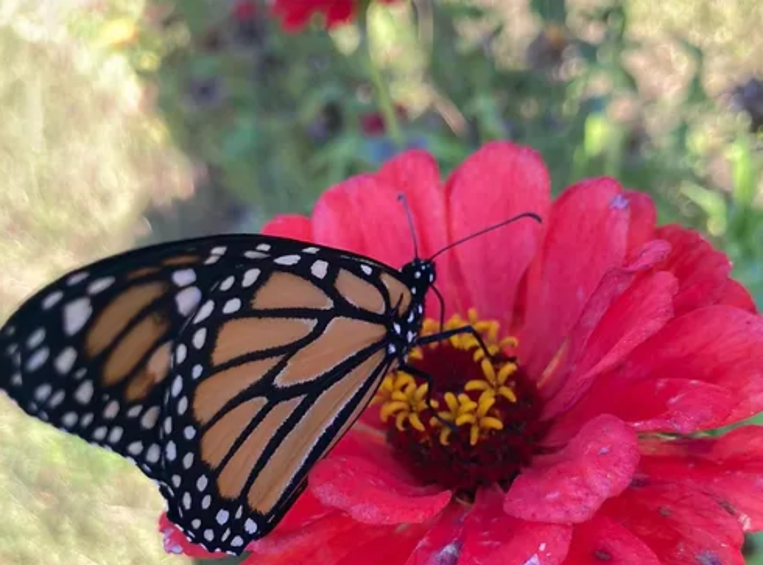 Photograph of a butterfly on a flower
