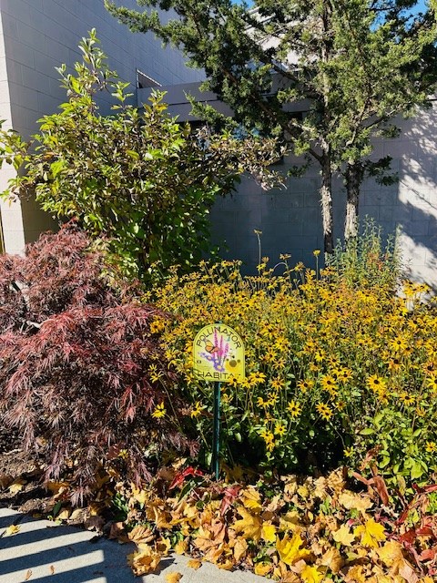 Photograph of our pollinator patch in the front of the library