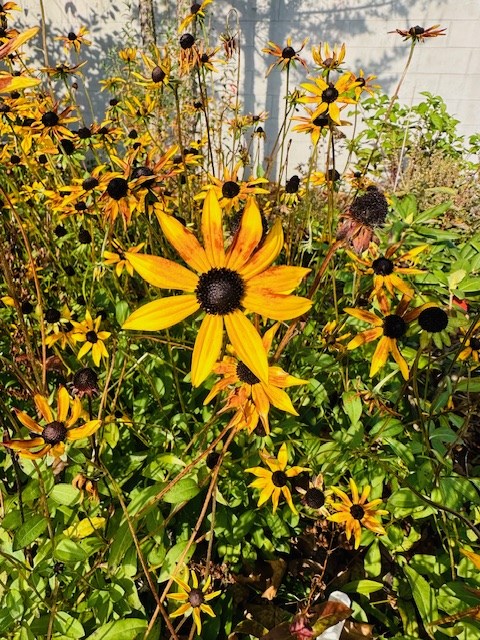 Photograph of flowers in the front library gardens