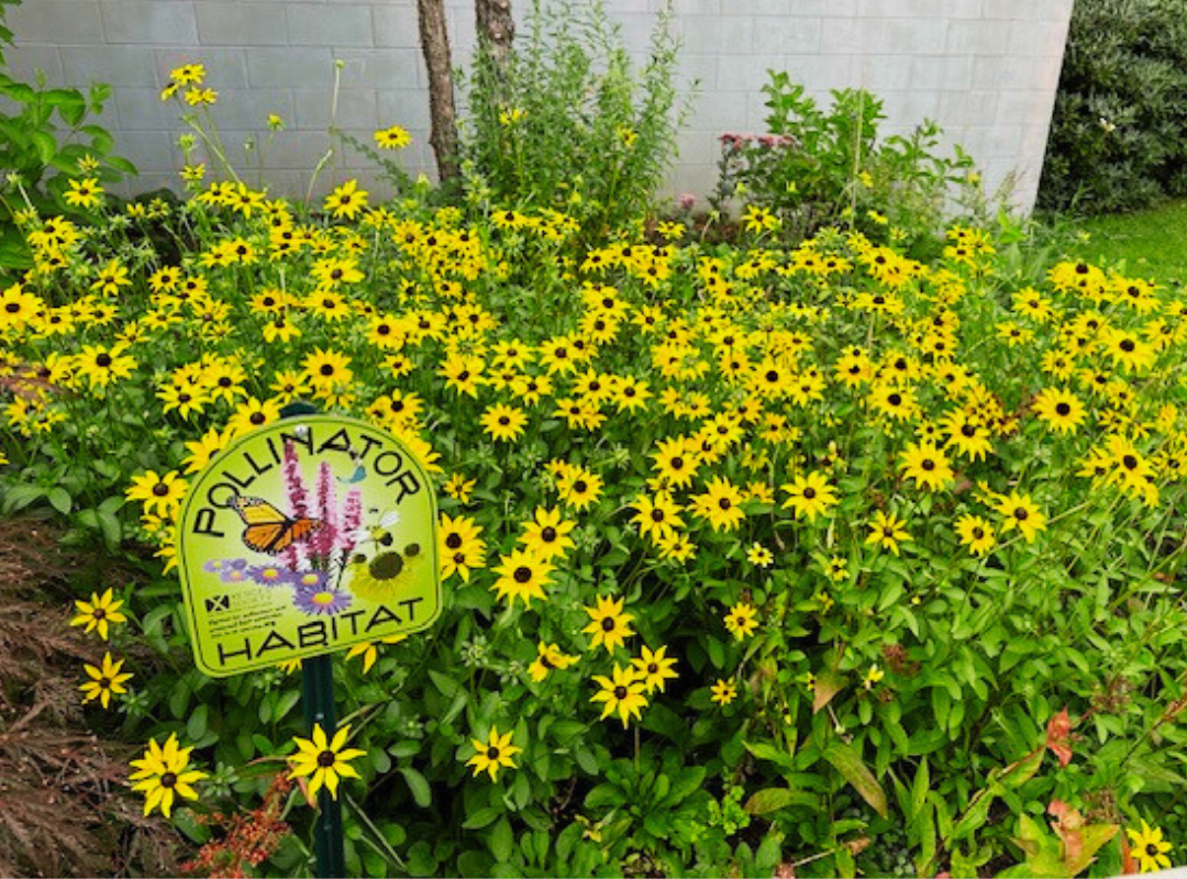 Photograph of front garden's pollinator habitat