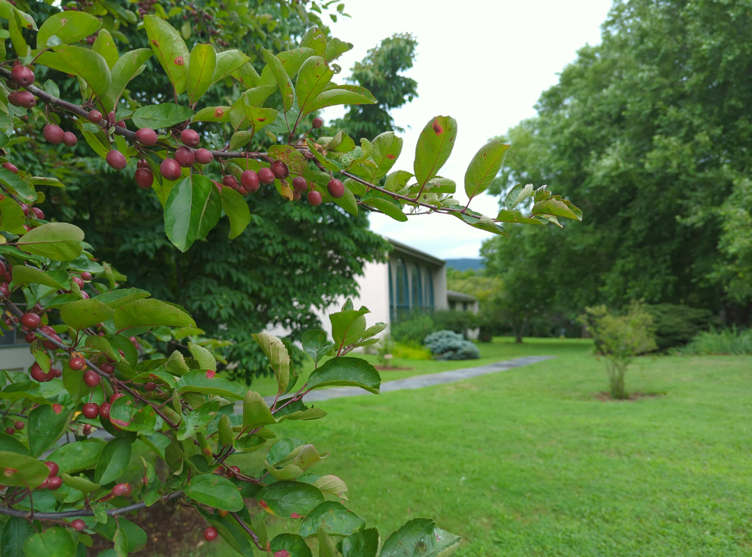 Photograph of the library building, framed by foliage in the garden. The four arched windows of the non-fiction room can be spotted through the trees.