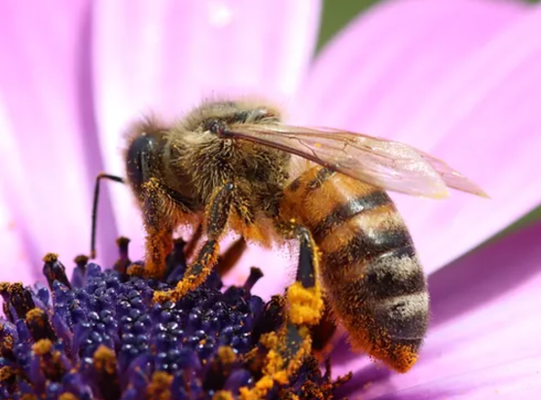 A close-up photograph of a bee on a purple flower