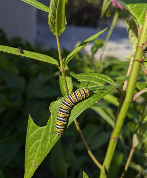 Photograph of a monarch caterpillar chewing on a leaf in the library garden