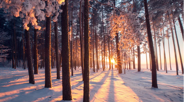 A grove of trees casting their shadows across the snowy ground during a beautiful sunset.