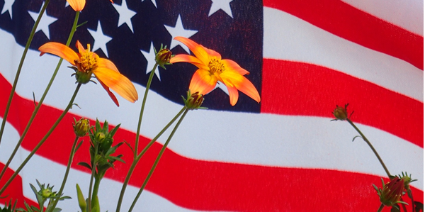 Yellow flowers grow in front of a large american flag